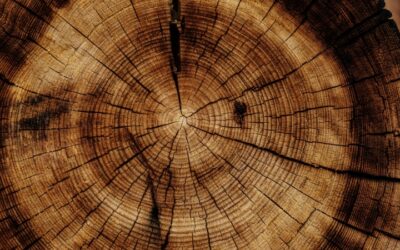 Mastering the Art of Live Edge Furniture: Tips and Tricks