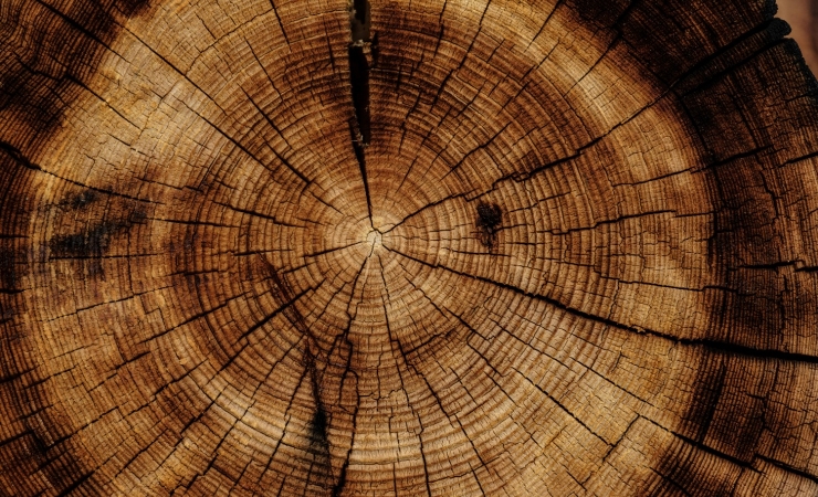 Mastering the Art of Live Edge Furniture: Tips and Tricks