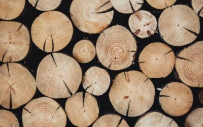 Sustainable Wood Choices Why Suar Wood Stands Out